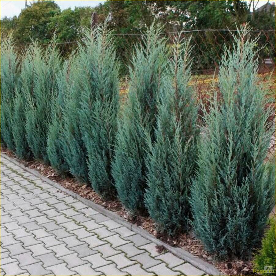 Как использовать сорт Блю Эрроу скального можжевельника для оформления вашего участка