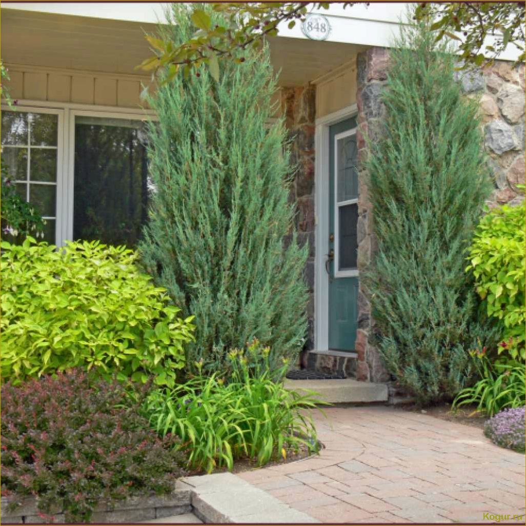 Как использовать сорт Блю Эрроу скального можжевельника для оформления вашего участка