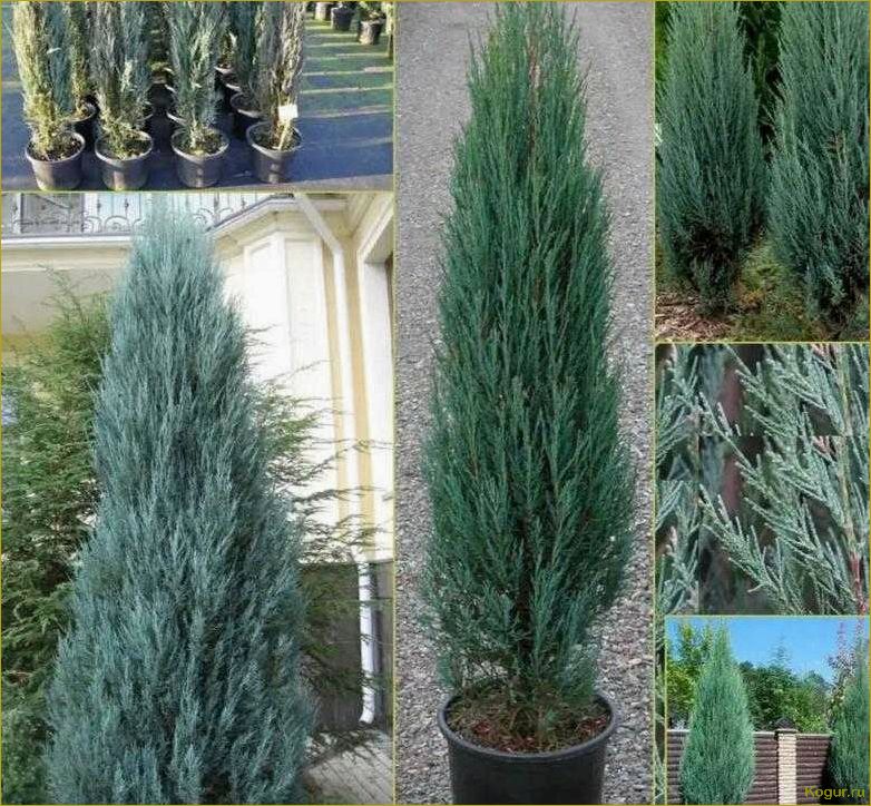 Как использовать сорт Блю Эрроу скального можжевельника для оформления вашего участка