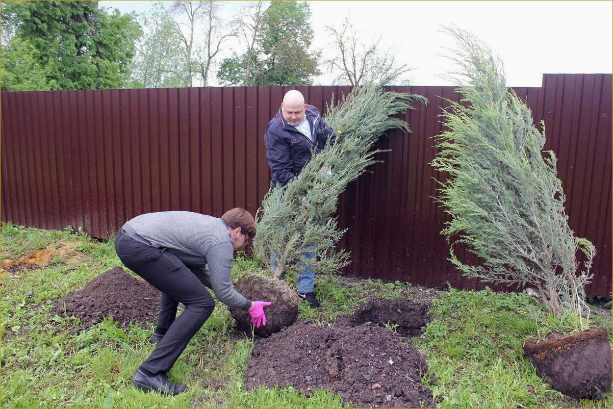 Как использовать сорт Блю Эрроу скального можжевельника для оформления вашего участка