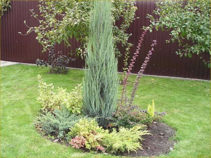 Как использовать сорт Блю Эрроу скального можжевельника для оформления вашего участка