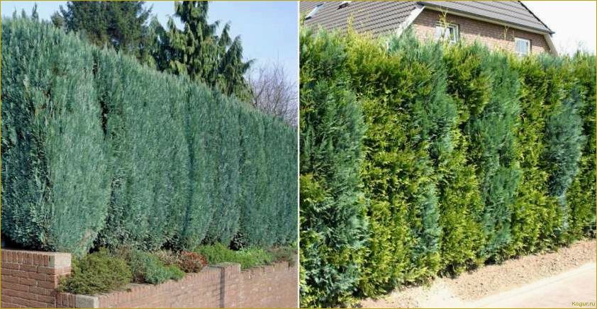 Как использовать сорт Блю Эрроу скального можжевельника для оформления вашего участка