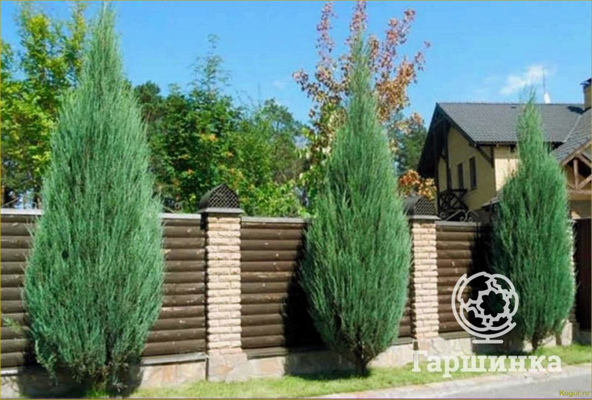 Как использовать сорт Блю Эрроу скального можжевельника для оформления вашего участка