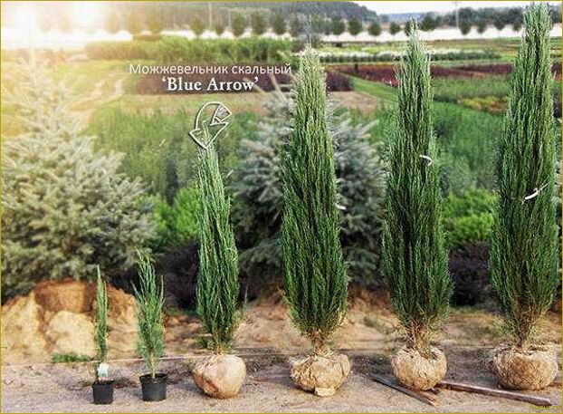 Как использовать сорт Блю Эрроу скального можжевельника для оформления вашего участка