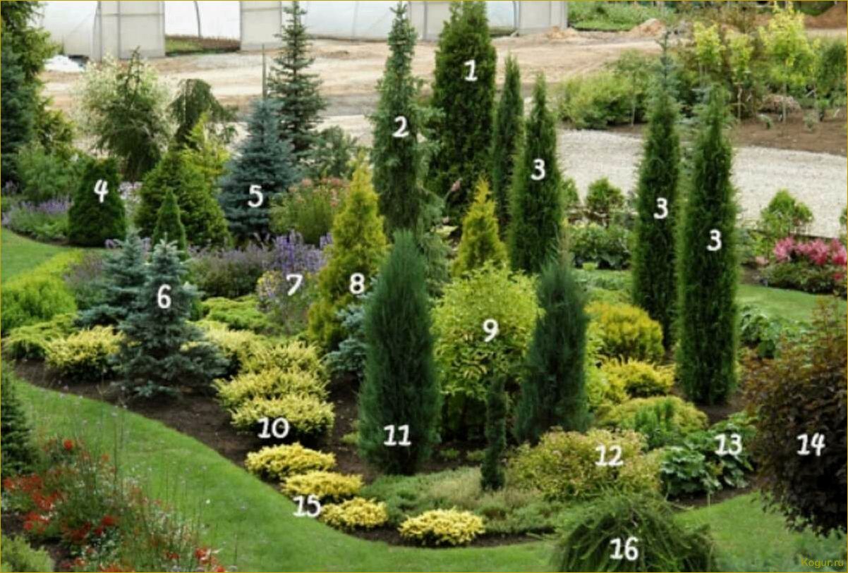 Как использовать сорт Блю Эрроу скального можжевельника для оформления вашего участка