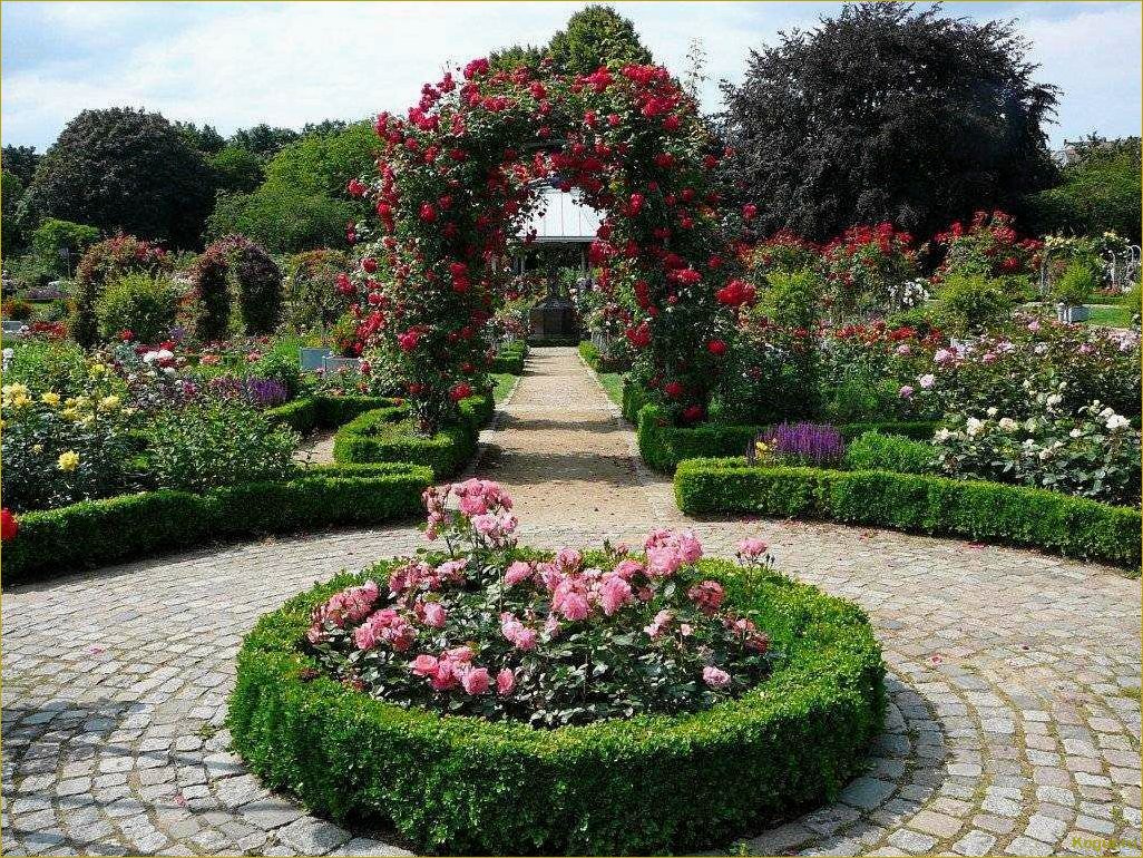 Выбираем розу Гранд Гала для создания прекрасного садового участка