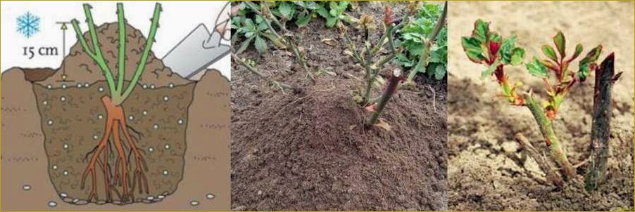 Выбираем розу Гранд Гала для создания прекрасного садового участка