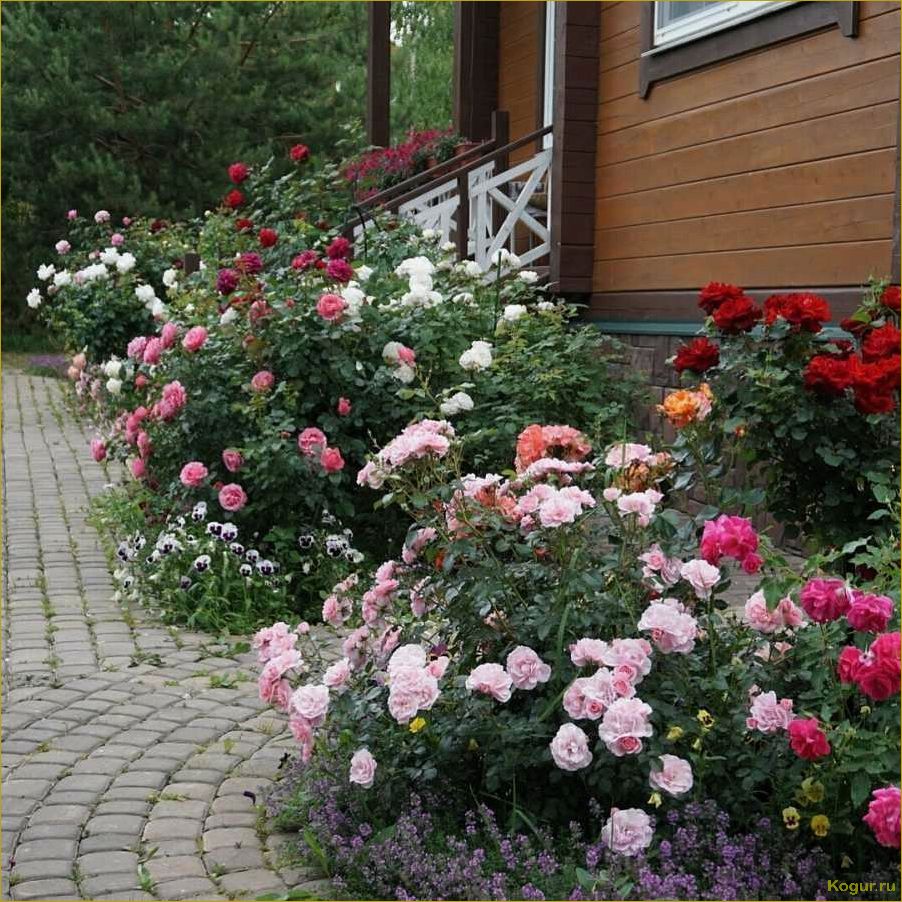 Выбираем розу Гранд Гала для создания прекрасного садового участка