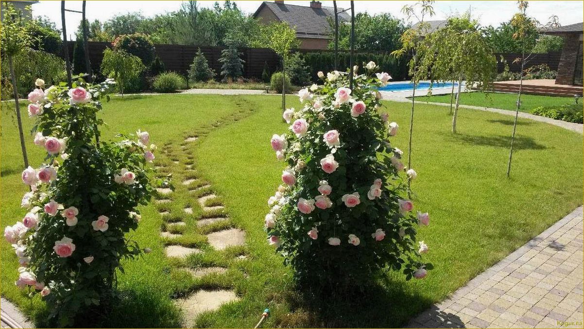 Выбираем розу Гранд Гала для создания прекрасного садового участка