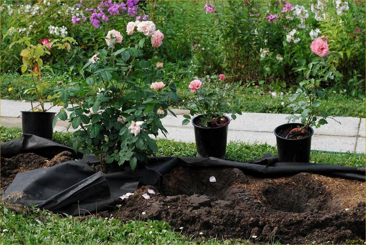 Выбираем розу Гранд Гала для создания прекрасного садового участка