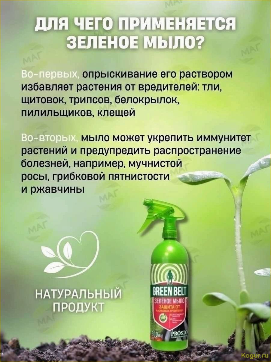(зеленое, мыло, надежная, броня, растений) Зеленое мыло — надежная броня для растений