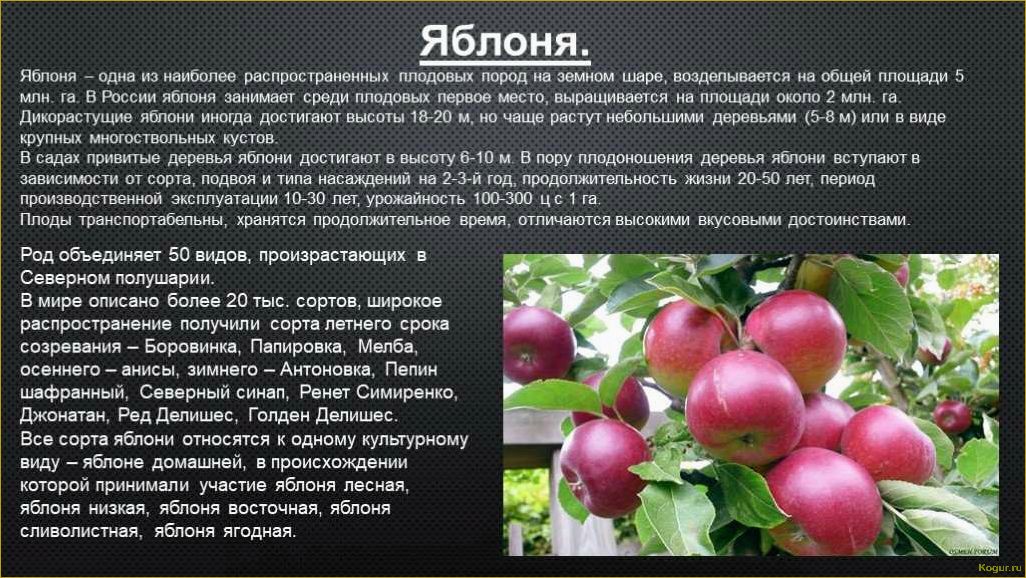 (зимние, сорта, яблок, выращивания, приусадебном) Зимние сорта яблок для выращивания на приусадебном участке