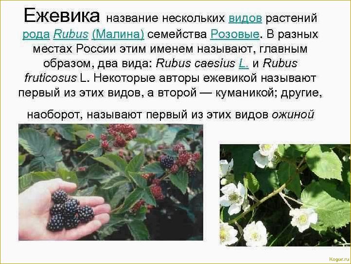 (виды, сорта, ежевики, фото, описания) Виды и сорта ежевики: фото и описания