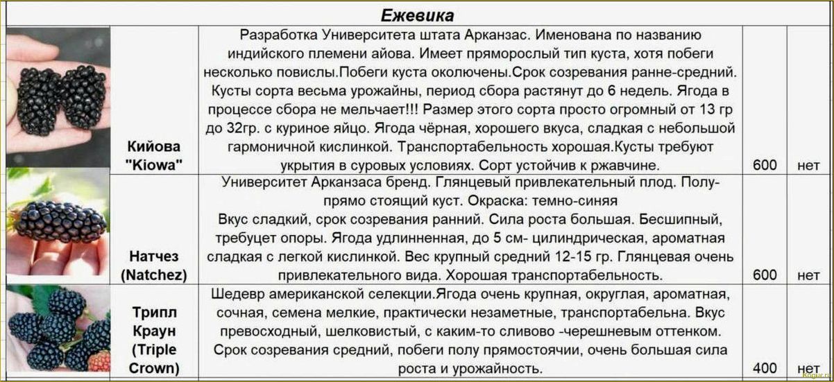 (виды, сорта, ежевики, фото, описания) Виды и сорта ежевики: фото и описания