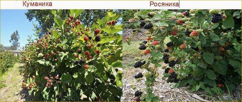 (виды, сорта, ежевики, фото, описания) Виды и сорта ежевики: фото и описания