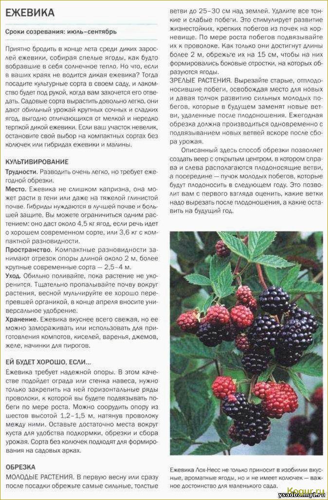 (виды, сорта, ежевики, фото, описания) Виды и сорта ежевики: фото и описания