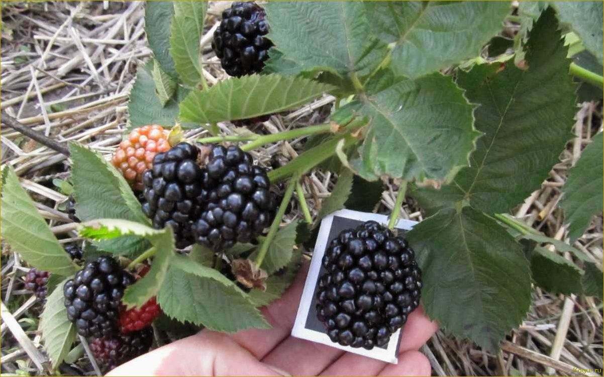 (виды, сорта, ежевики, фото, описания) Виды и сорта ежевики: фото и описания