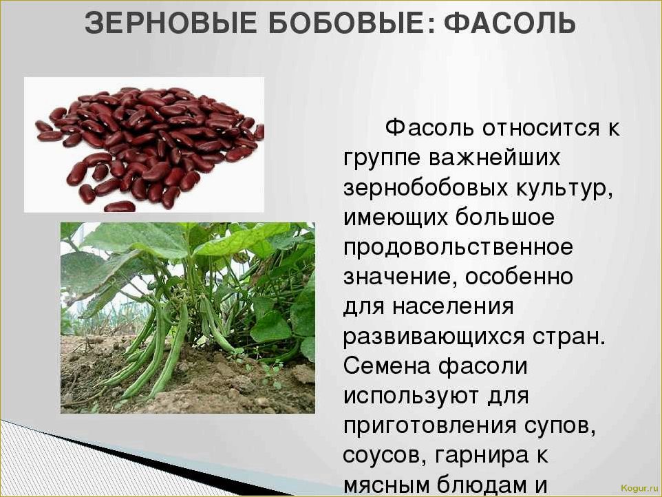 (виды, сорта, стручковой, фасоли, фото) Виды и сорта стручковой фасоли: фото и описания