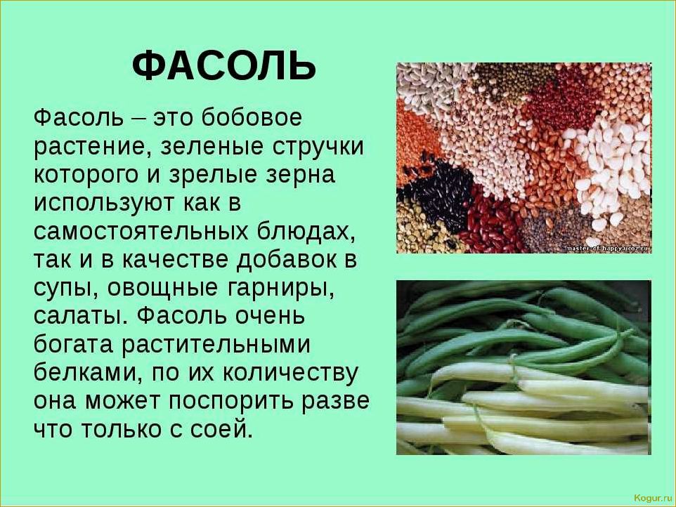 (виды, сорта, стручковой, фасоли, фото) Виды и сорта стручковой фасоли: фото и описания