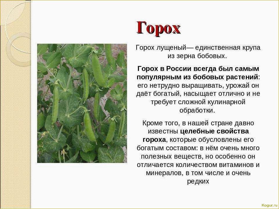 (виды, сорта, стручковой, фасоли, фото) Виды и сорта стручковой фасоли: фото и описания