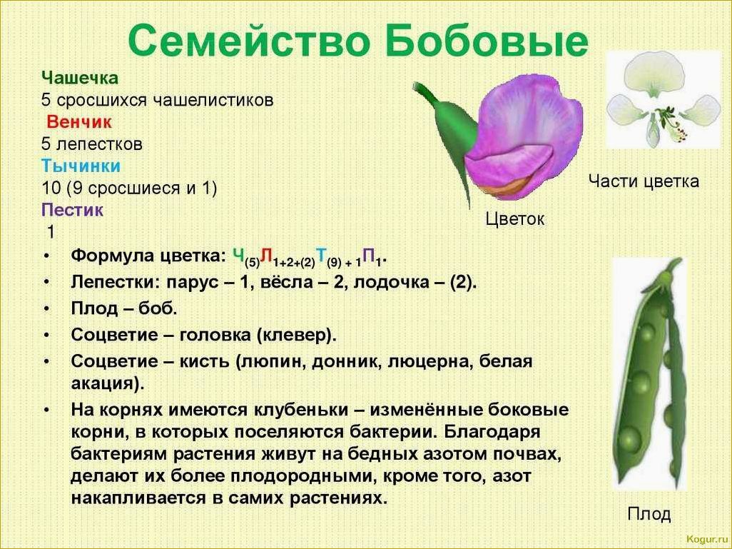 (виды, сорта, стручковой, фасоли, фото) Виды и сорта стручковой фасоли: фото и описания