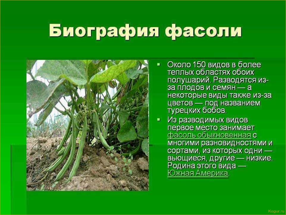 (виды, сорта, стручковой, фасоли, фото) Виды и сорта стручковой фасоли: фото и описания