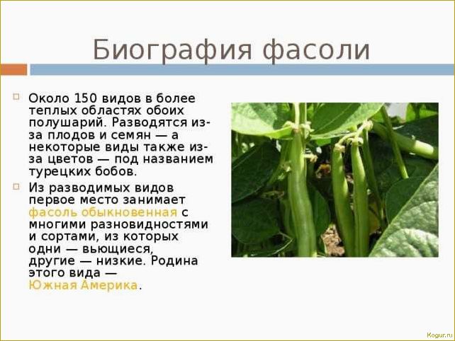 (виды, сорта, стручковой, фасоли, фото) Виды и сорта стручковой фасоли: фото и описания