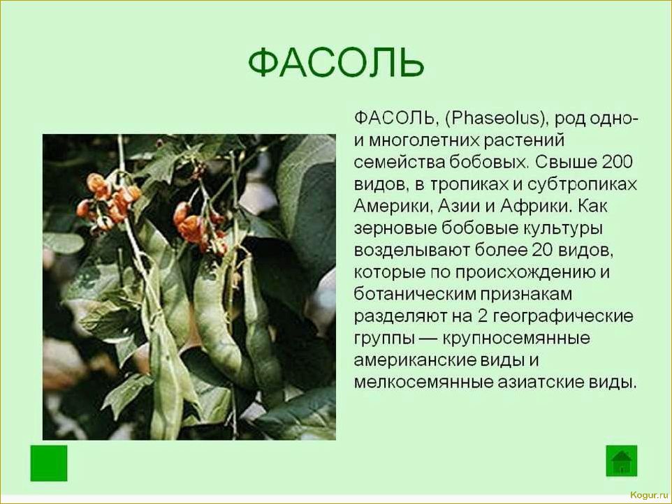 (виды, сорта, стручковой, фасоли, фото) Виды и сорта стручковой фасоли: фото и описания