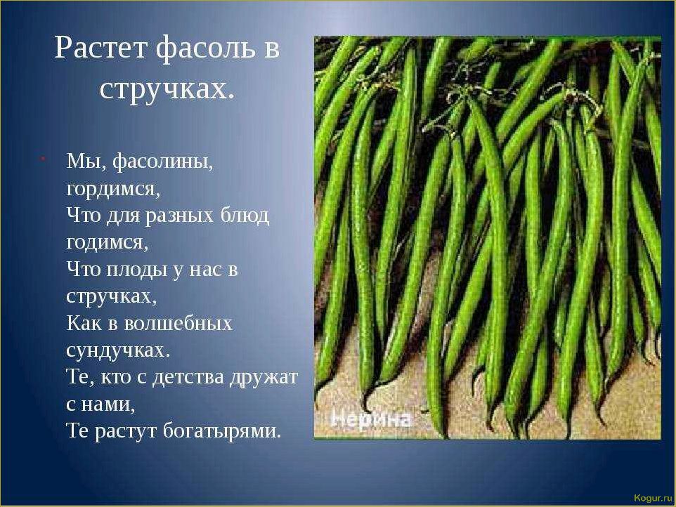 (виды, сорта, стручковой, фасоли, фото) Виды и сорта стручковой фасоли: фото и описания