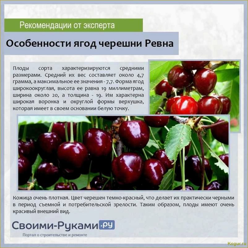 (знакомство, вишней, сорта, молодежная) Знакомство с вишней сорта Молодежная