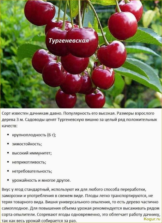 (знакомство, вишней, сорта, молодежная) Знакомство с вишней сорта Молодежная