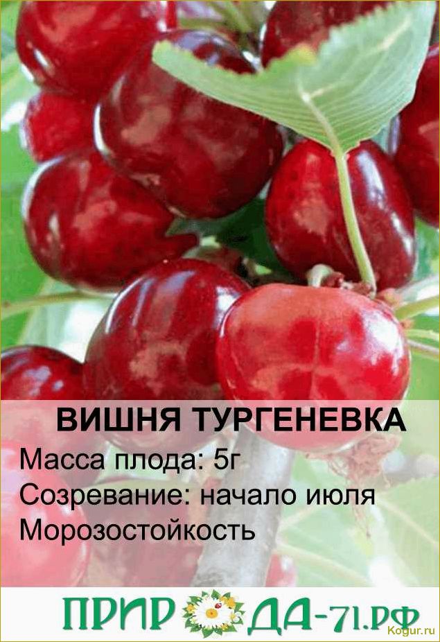 (знакомство, вишней, сорта, молодежная) Знакомство с вишней сорта Молодежная