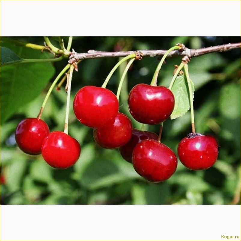 (знакомство, вишней, сорта, молодежная) Знакомство с вишней сорта Молодежная