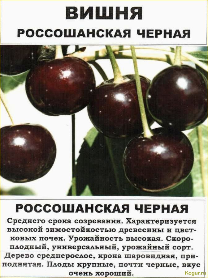 (знакомство, вишней, сорта, молодежная) Знакомство с вишней сорта Молодежная