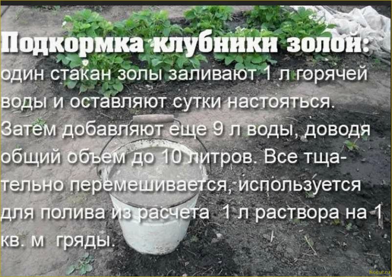 Зола как удобрение — отличный результат без затрат