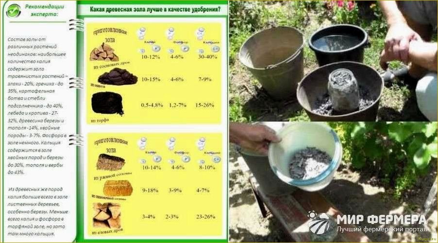 Зола как удобрение — отличный результат без затрат