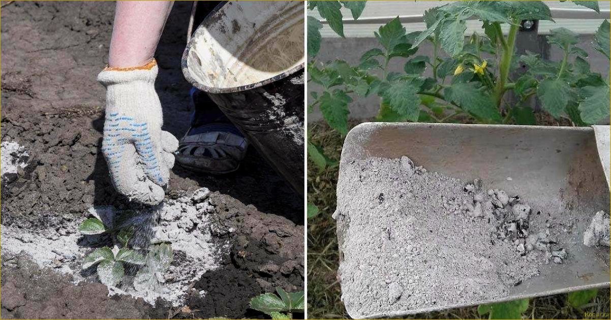 Зола как удобрение — отличный результат без затрат