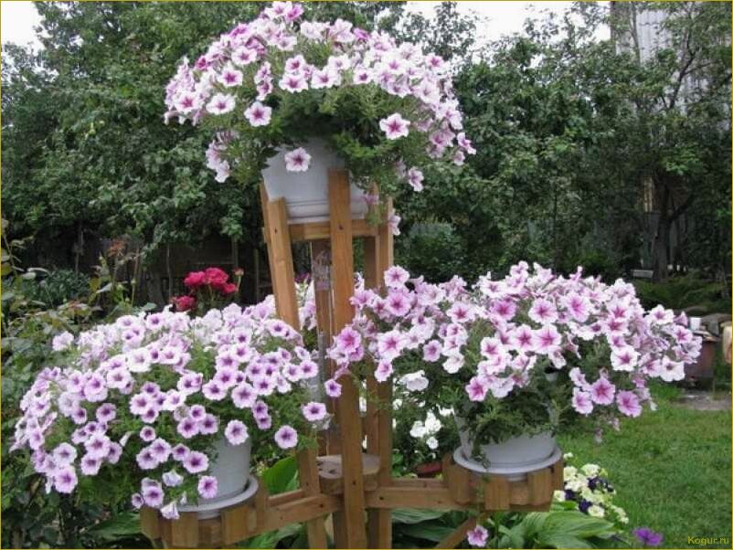 Отличия ампельной петунии от каскадной: как выбрать и выращивать