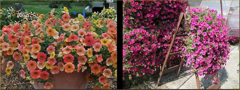 Отличия ампельной петунии от каскадной: как выбрать и выращивать