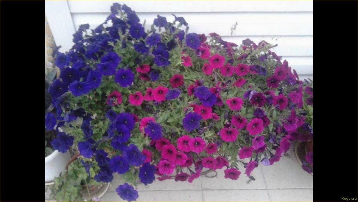 Отличия ампельной петунии от каскадной: как выбрать и выращивать