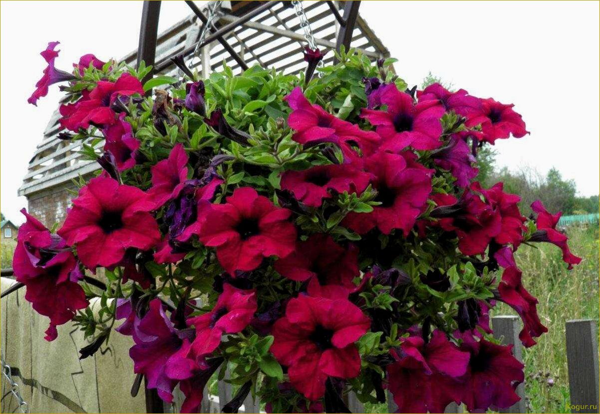 Отличия ампельной петунии от каскадной: как выбрать и выращивать