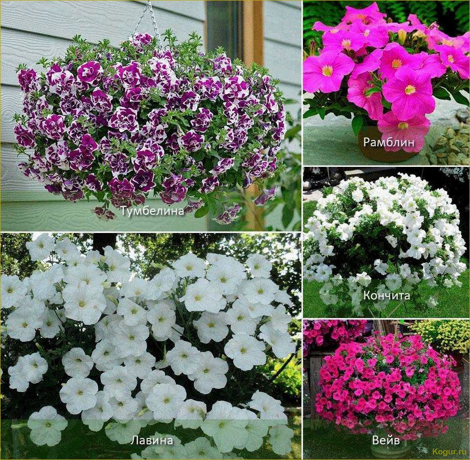 Отличия ампельной петунии от каскадной: как выбрать и выращивать