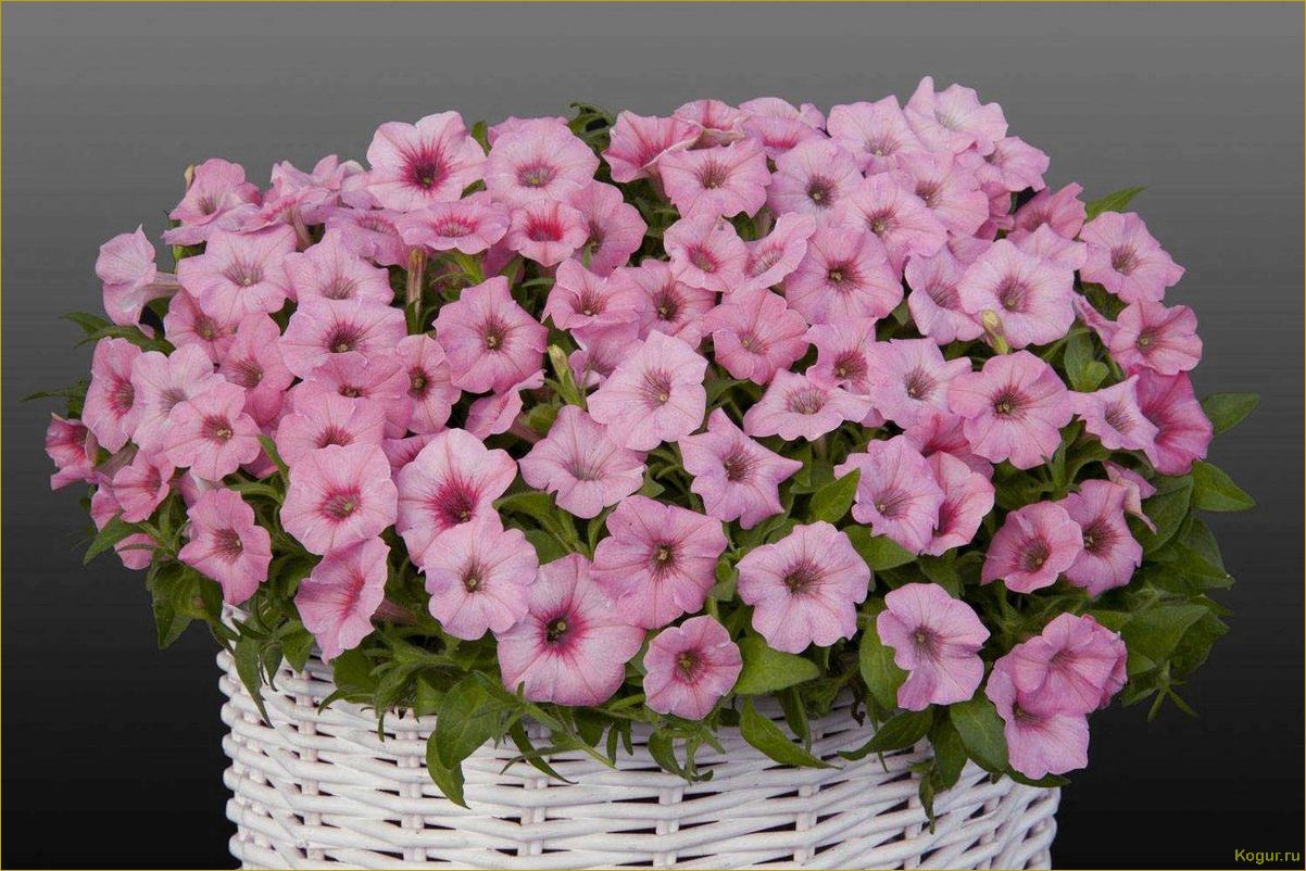 Отличия ампельной петунии от каскадной: как выбрать и выращивать