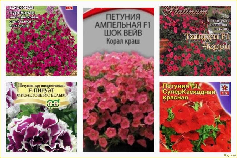 Отличия ампельной петунии от каскадной: как выбрать и выращивать
