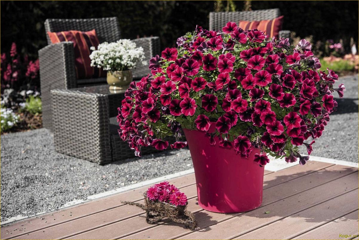 Отличия ампельной петунии от каскадной: как выбрать и выращивать