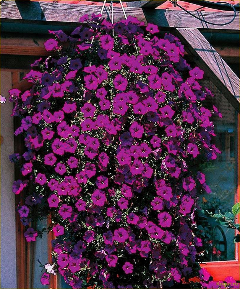 Отличия ампельной петунии от каскадной: как выбрать и выращивать