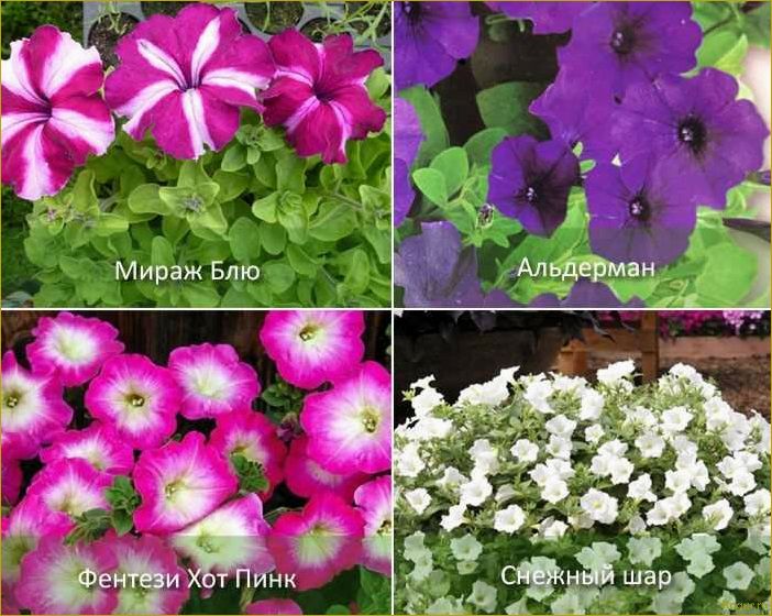 Отличия ампельной петунии от каскадной: как выбрать и выращивать