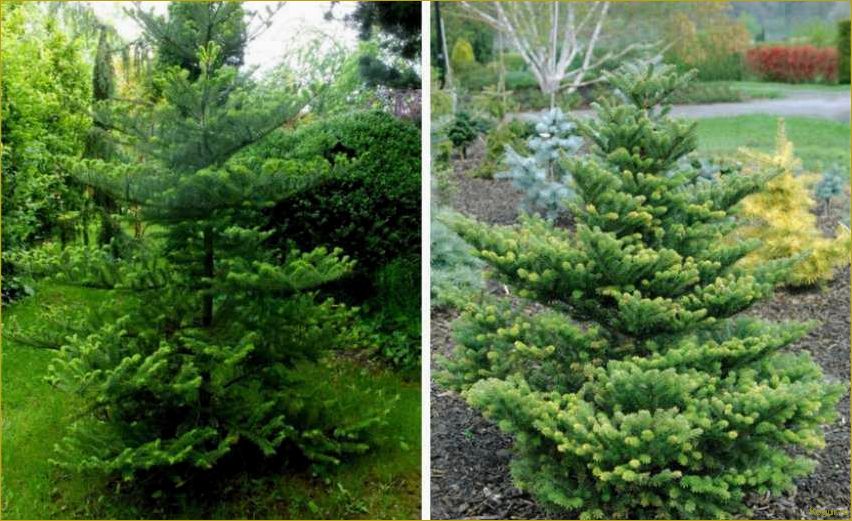 Посадка и уход за пихтой корейской на дачном участке: особенности и советы