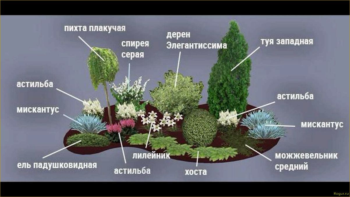 Посадка и уход за пихтой корейской на дачном участке: особенности и советы