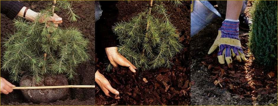 Посадка и уход за пихтой корейской на дачном участке: особенности и советы